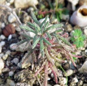 Ajuga chamaepitys (2)