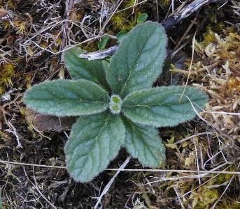 Ajuga pyramidalis (1)