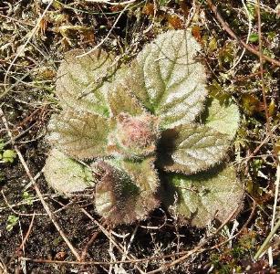 Ajuga pyramidalis (2)