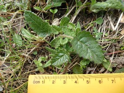 Betonica officinalis