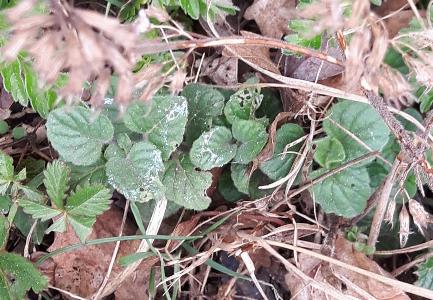 Clinopodium ascendens