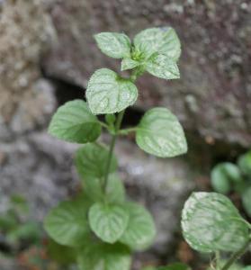Clinopodium ascendens (2)