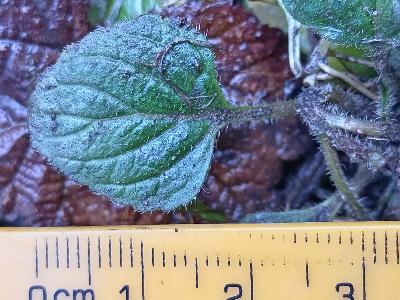 Clinopodium menthifolium