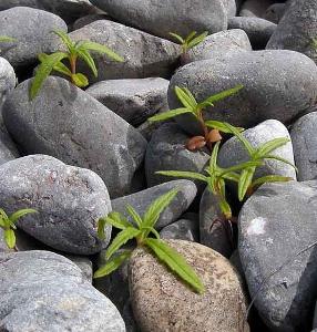 Galeopsis angustifolia