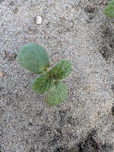 Galeopsis bifida (1)