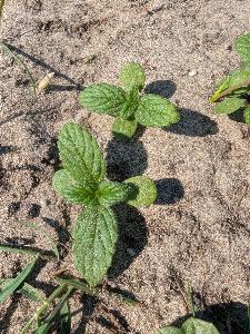 Galeopsis bifida (2)