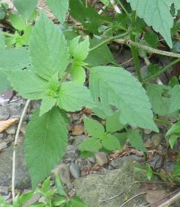 Galeopsis bifida (3)