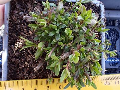 Hysoppus officinalis