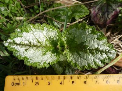 Lamiastrum galeobdolon ssp argentatum (1)