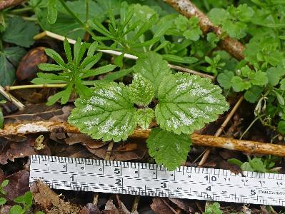 Lamiastrum galeobdolon ssp argentatum (2)