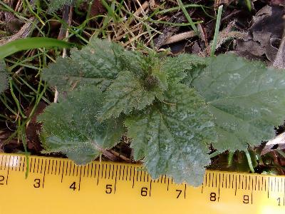 Lamiastrum galeobdolon ssp montanum (1)