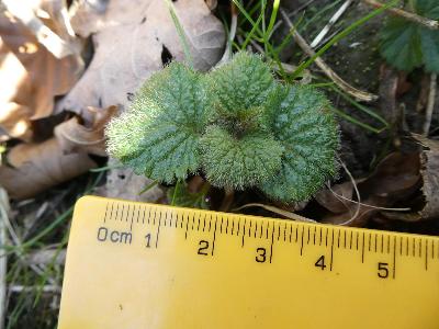 Lamiastrum galeobdolon ssp montanum (2)