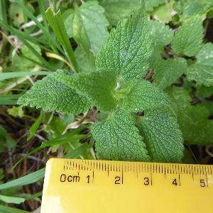 Lamium album