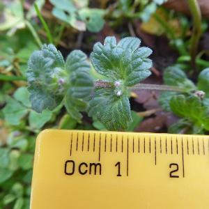 Lamium amplexicaule