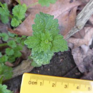 Lamium hybridum
