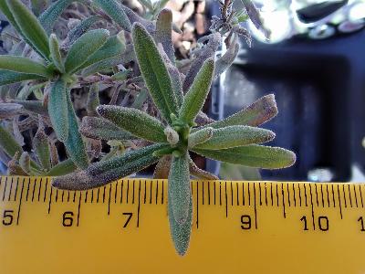 Lavandula angustifolia