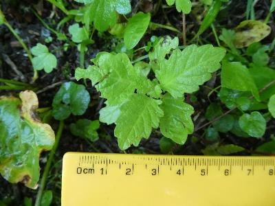 Lycopus europaeus (1)