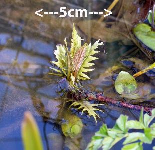 Lycopus europaeus (2)