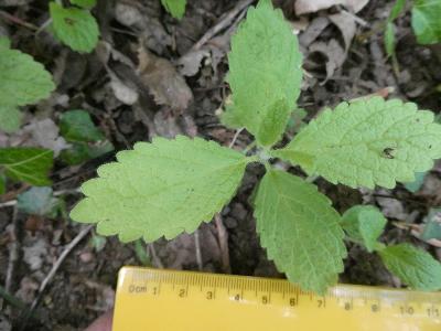 Melittis melissophyllum (1)