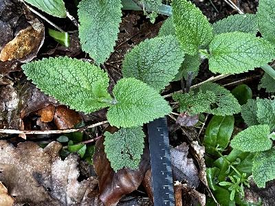 Melittis melissophyllum (2)