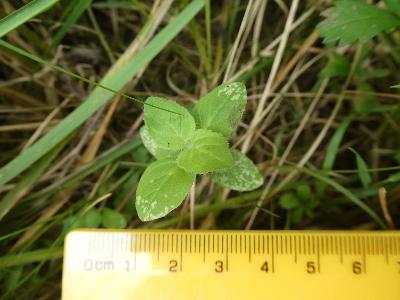 Mentha arvensis