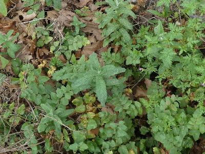 Mentha longifolia (1)