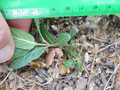 Mentha longifolia (2)