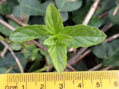 Mentha spicata