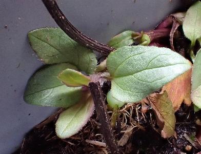 Prunella grandiflora