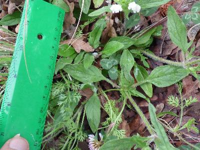 Prunella laciniata (1)