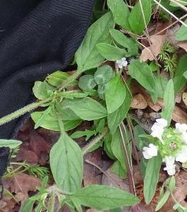 Prunella laciniata (2)