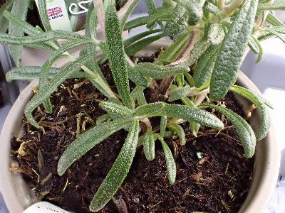 Rosmarinus officinalis