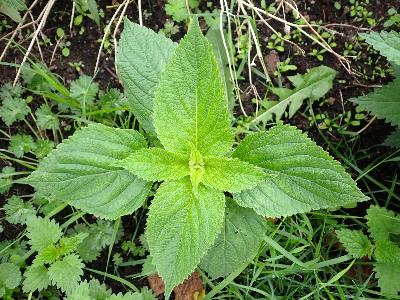 Salvia hispanica (1)