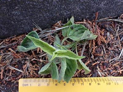 Salvia hispanica (2)