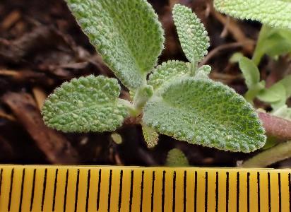 Salvia officinalis