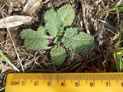 Salvia pratensis (1)