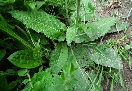 Salvia pratensis (2)