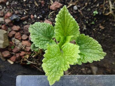 Scutellaria altissima