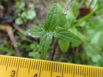 Scutellaria galericulata