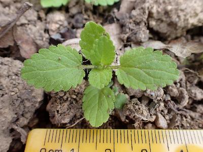 Stachys arvensis (1)