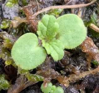 Stachys arvensis (2)