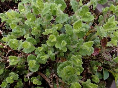 Teucrium chamaedrys (1)
