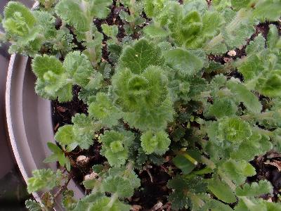 Teucrium chamaedrys (2)