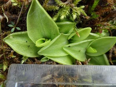 Pinguicula grandiflora