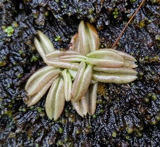 Pinguicula lusitanica