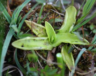 Pinguicula vulgaris