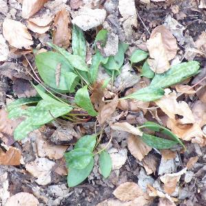 Erythronium dens-canis (1)