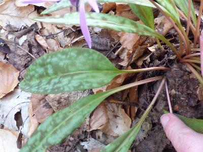 Erythronium dens-canis (2)