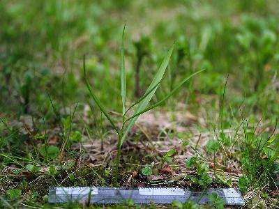 Fritillaria meleagris