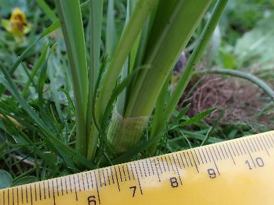 Tulipa sylvestris (2)